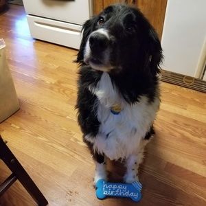 Meet your Posher, Susan